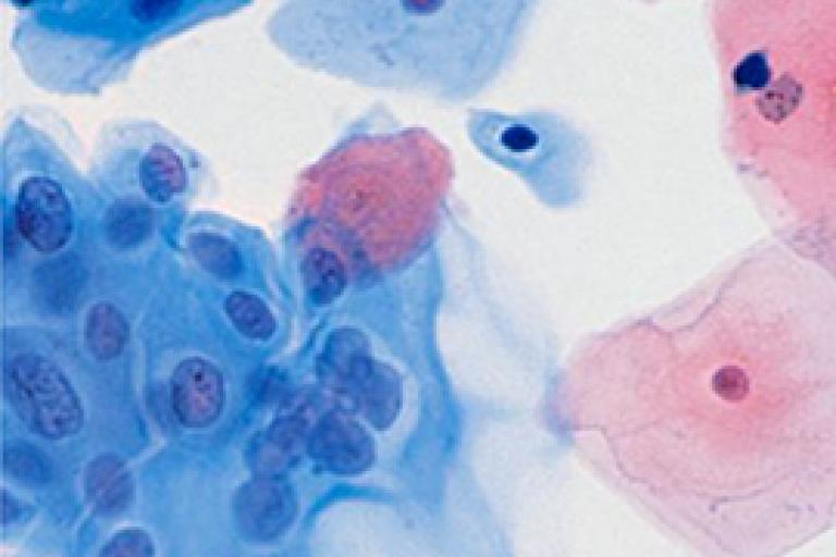 Analyse des cellules