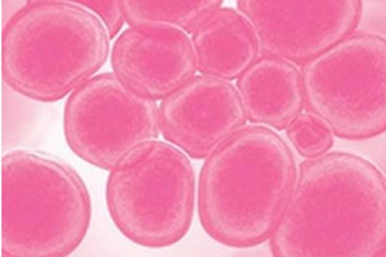 Analyse des molécules