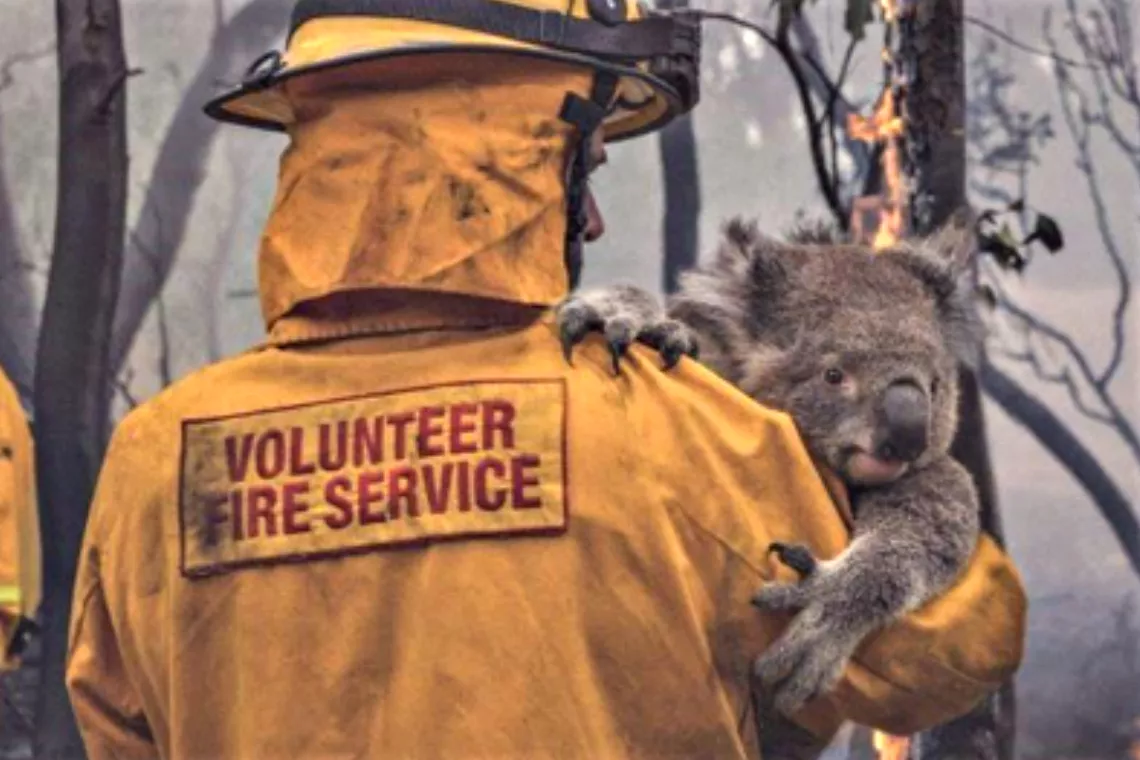 Un pompier volontaire tient un koala devant des arbres endommagés par le feu