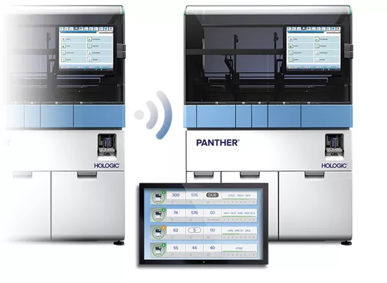 Panther Link sur fond blanc