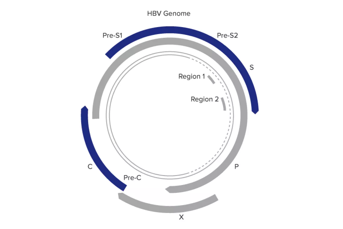 Illustration du test Aptima™ HBV Quant Conçu pour plus de confiance dans une large plage dynamique